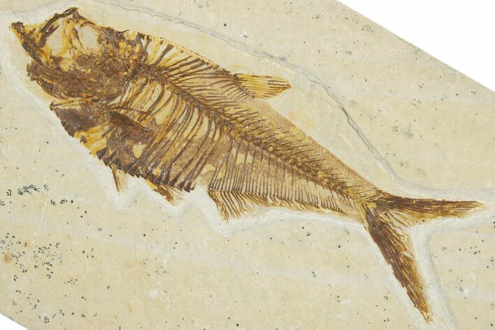 Detailed Fossil Fish (Diplomystus) - Wyoming #355606